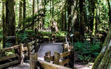 Cathedral Grove